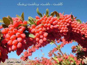 کاشت داشت برداشت زرشک